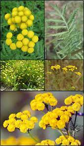 Common_Tansy_2.jpeg Image