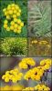 Common_Tansy_2.jpeg Image